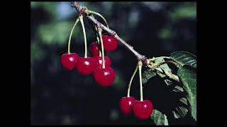 Cherry Breeze - Mercy Mourning