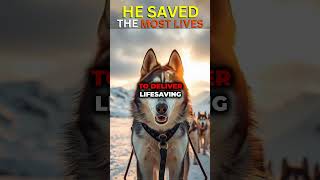 3 Dogs That Saved The Most Lives in History #doglovers #dogstories (Dog History) (Ai Dogs)
