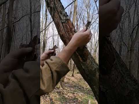 Survival skills & A torch made of natural materials #bushcraft #torch #survival #outdoors