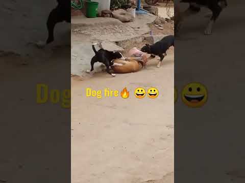 कुत्ते का मुणी फंसा है प्लास्टिक के गगरी में 😀😃😄