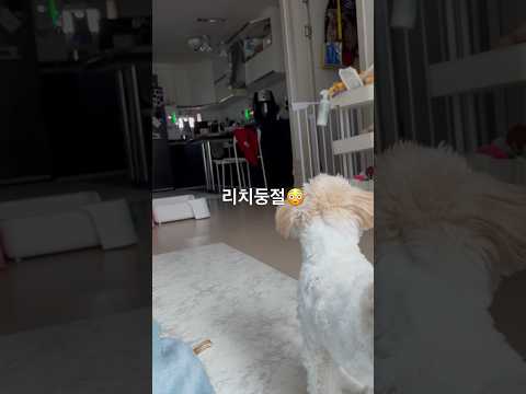 #강아지 #말티푸 #다견가정 개껌으로 맨날 싸워요ㅋㅋㅋ