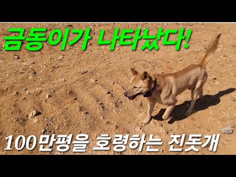 금동아 맘껏뛰어라ᆢ고라니를 아슬아슬하게 쫒는 ᆢᆢ