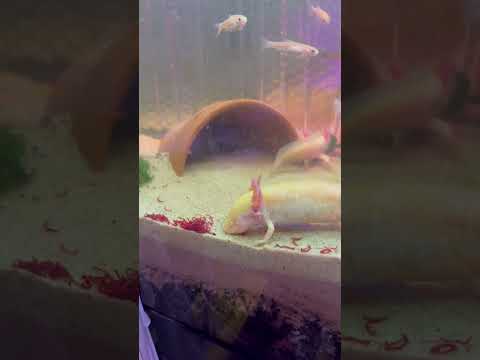 Axolotl snacking