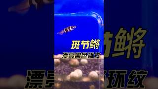 斑節鱂 Clown killifish #鱂鱼