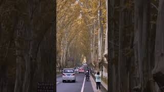 Just When You Think Time Moves Slowly, Another Autumn Has Already Passed #sleepmusictuneone