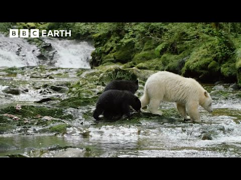 Mothers Of The Natural World | BBC Earth | BBC Studios