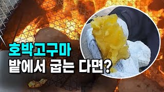 안면도 호박고구마 밭에서 구은 군고구마 속 보세요