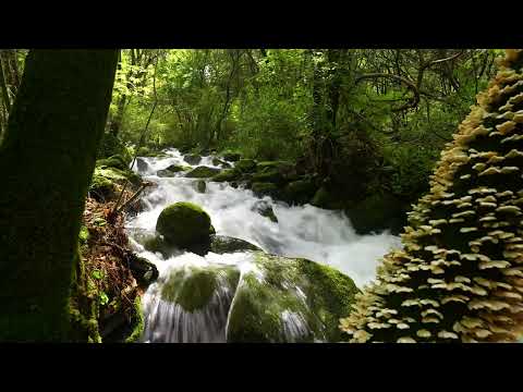 Forest River Sounds, Beautiful Bird Songs, ASMR