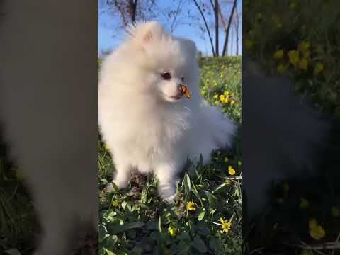 Lofi Vibes 🐶 Cute Dog & Butterfly 🦋 Chill Beats