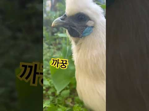 삐약이 까꿍🐤 #peekaboo #whitesilkychicken #piyak #까꿍 #애완닭 #animal #백봉오골계 #산책하는닭 #삐약이