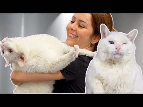 This chonky deaf cat has the absolute BEST personality