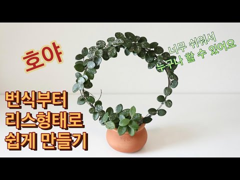 호야 감각적으로 키우기 / 누구나 쉽게 하는 번식부터 리스 만드는 방법까지