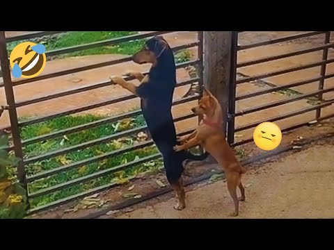 New Funny Animals 😂 Funniest Cats and Dogs Videos 😺🐶 2024 part28
