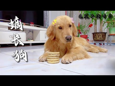 【毛孩子的日常】嫡長狗待遇就是不一樣 #萌宠#可爱 #可爱到爆炸 #狗子#干饭 #干饭狗的日常 #干饭王 #funny #搞笑