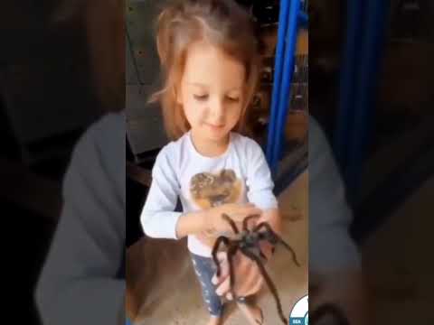 Гигант кошмаров! Тарантула! #животные #shortvideo #удивительныефакты #дикаяприрода #факты