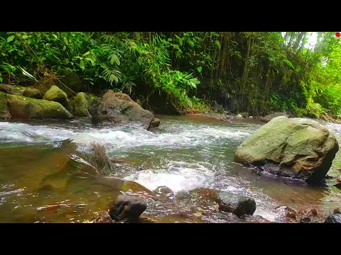 Relaxing River Sound in the tropical forest to help sleep peaceful atmosphere stress reliever