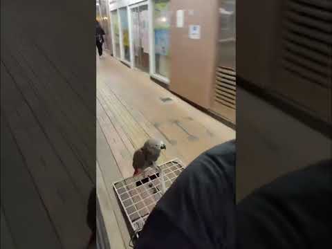鸚鵡 外賣 單車