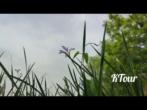 শরীর ও মনকে সতেজ রাখতে হাঁটুন এই ঘাসে খালি পায়ে 🌱Amazing Benefits of Walking on grass "@KTour997