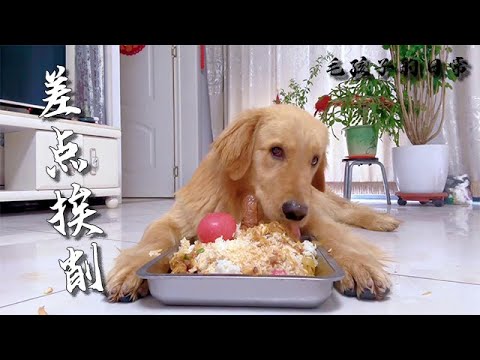 【毛孩子的日常】毛孩兒：今天我媽差點又給我上家法#萌宠#可爱 #可爱到爆炸 #狗子#干饭 #干饭狗的日常 #干饭王 #funny #搞笑