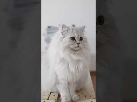 A white persian cat🥰#catlovers #persiancats #cute #shorts #viralshorts #fyp #cute