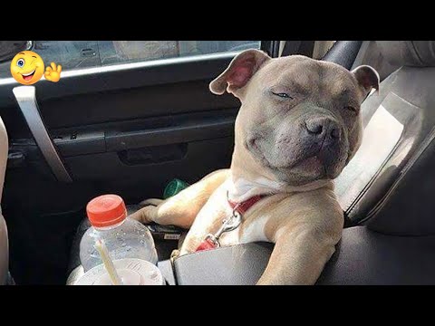 "Animals with 🐕 Attitude: Hilarious Moments You Can't Miss! ;p 2024 "Part 46 | Can't Stop Laughings