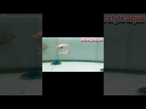 24K Golden arowana | Life style aqua| Yadesh: 9738276569