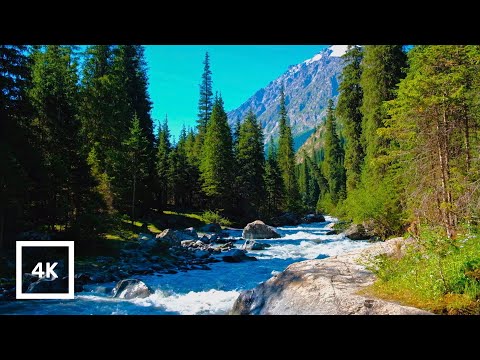 4K Mountain River Rapids in Evergreen Forest | Snow-Peaked Mountain | Relaxing Nature Ambience