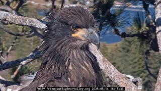 5-14-2025 Quiet Moments Being Eagles