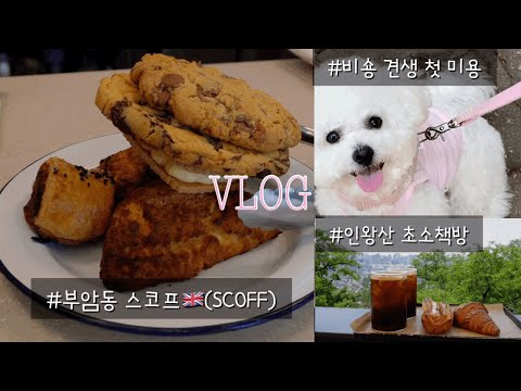 일상vlog| 인왕산 초소책방📚| 영국식 베이커리 스코프🇬🇧(SCOFF) | 1살 비숑 첫 미용✂️🐶 | 미니비숑 일상☁️