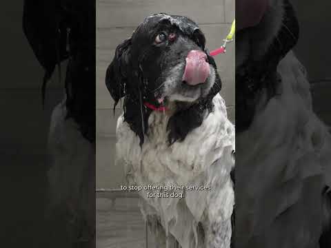 Pampering a sweet senior Newfoundland dog