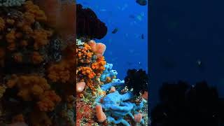Colorful coral reef 🪸
