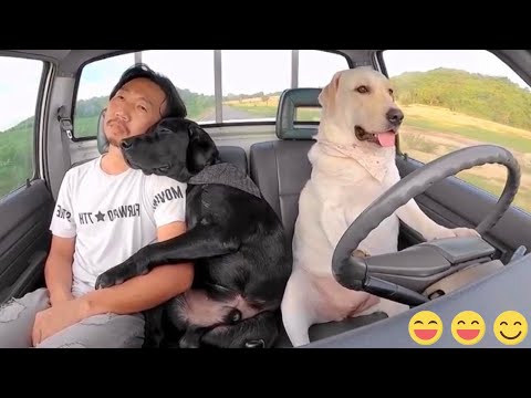 New Funny Animals 😂 Funniest Cats and Dogs Videos 😺🐶 2024 part46