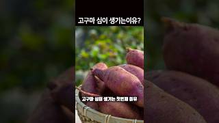 고구마 심이 생기는 이유와 해결방법 1분 농사정보 #shortsvideo