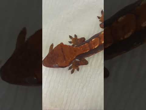 Feeding Time Part 2 #gecko