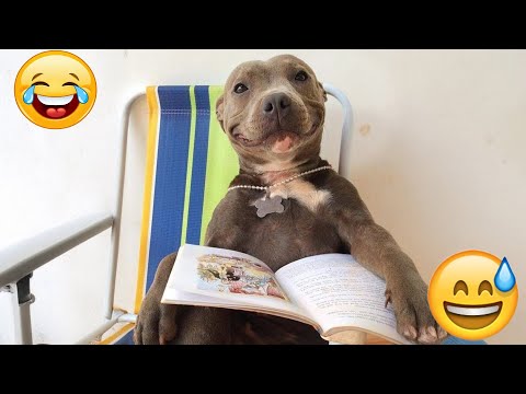 You Laugh You Lose😜 New Funny Cats Video 😹 Funniest Dogs and Cats 2025😼🐶part4