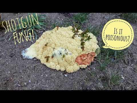 Strange Yellow Shotgun Artillery Fungi Fungus Amongus