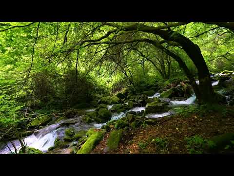 Magical Forest Atmosphere, Birds Chirping, Babbling Brooks