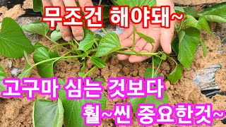고구마 심는것보다  훨~씬 중요한것~무조건 해야돼~고구마심는시기,방법