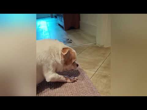 CANE VECCHIETTO DI 15 ANNI NON RIESCE A CAMMINARE, MA GUARDATE CHE TENEREZZA!!