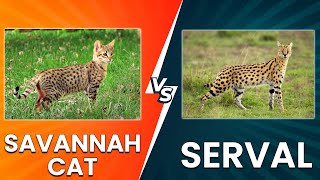 Savannah Cat vs Serval: Which Exotic Cat Should You Go for?
