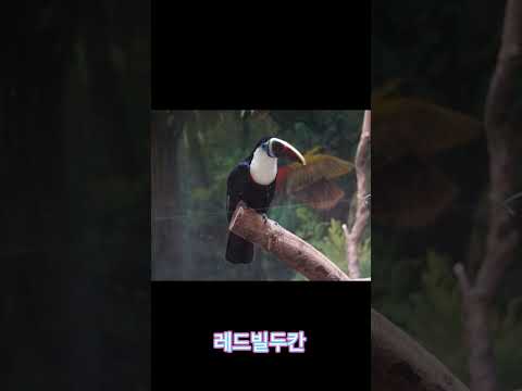 에버랜드 유일보유종