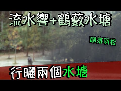 [  ⛰ 流水響水塘 鶴藪水塘 ] 睇落羽松 鶴藪水塘 路線分享 ｜ 行山好去處 ｜行山路線推介初級 ｜香港行山好去處 ｜香港行山 新手 ｜流水響 行山 ｜流水響 鶴藪水塘