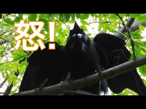 威嚇するカラス