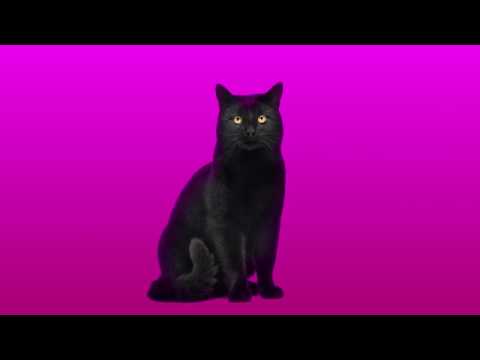 リアリティーのダンス 【toon】