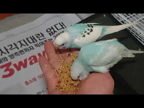 사랑앵무 친해지기 적응기2 애완조로 키우기