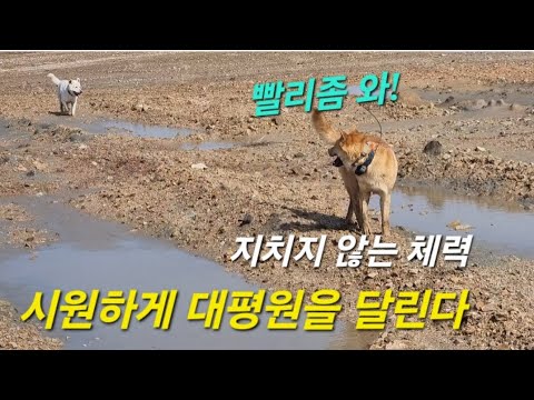 강산이와 슬기ᆢ대평원을 뛰는데ᆢ1부