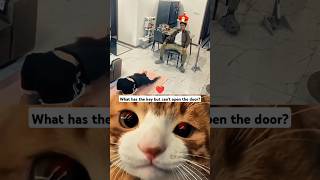 only lasts 3 seconds #cat #funny #fyp #shortsfeed #shortstrending
