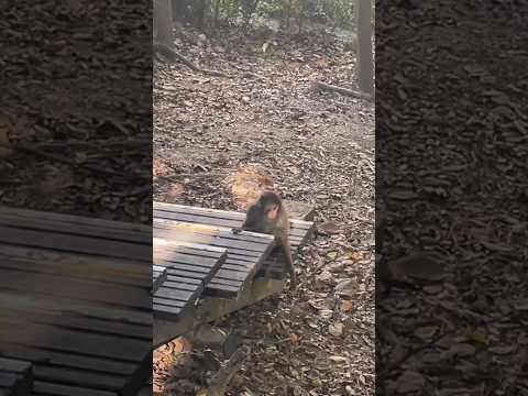I Was Scared of Monkeys Until This Happened! 🐾