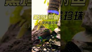 黑珍珠鳉鱼 Blackfin Pearlfish