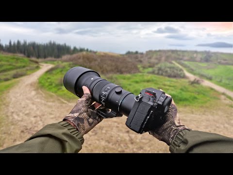 The NEW Sigma 500mm 5.6 | First Impressions for Wildlife Photography